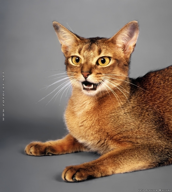 Abesiner Katze vor grauem Hintergrund