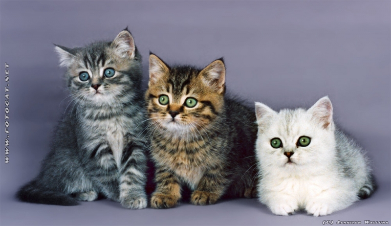 Britisch Kurzhaar Katzen die einige wenige Monate alte sind