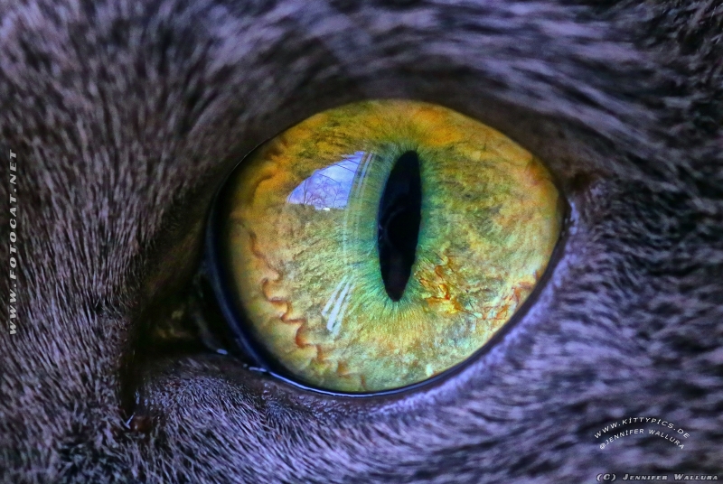 Macro foto of cat eye