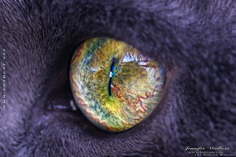 I'm fascinated by how sunlight changes the color of a cat's eyes