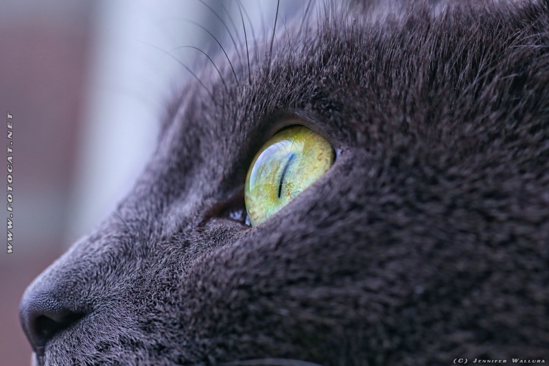 Macro foto of cat eye