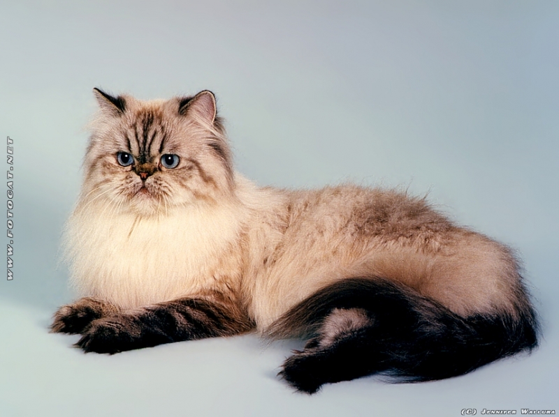 liegende Perser Katze mit blauen Augen