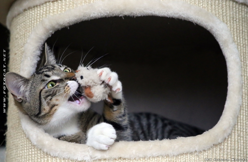 Das Möchtegern-Raubtier ist in höchster Ekstase verfallen und ist nun dabei seine Beute zu verspeisen.