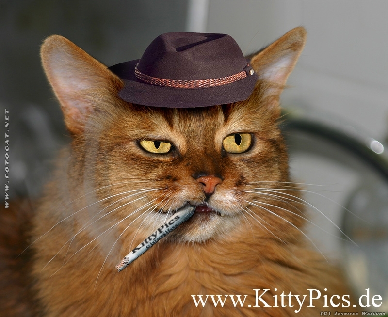 Gerüchten zu folge handelt er mit Katzengrass...