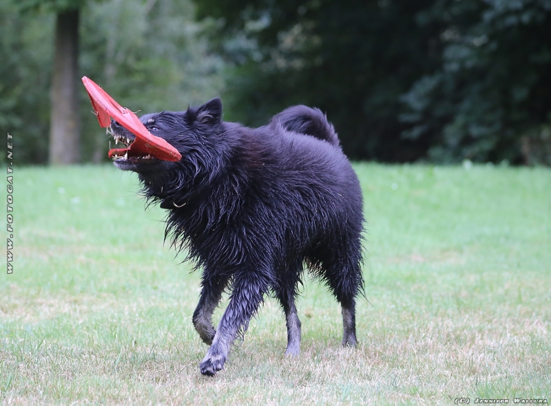 unser 6 jahre alte Hund.