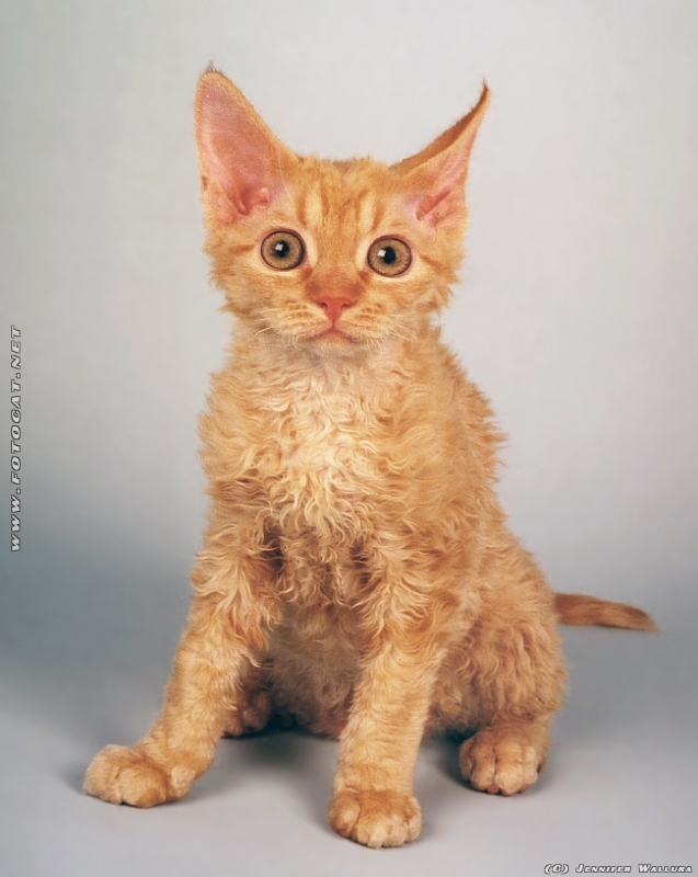 Devon Rex