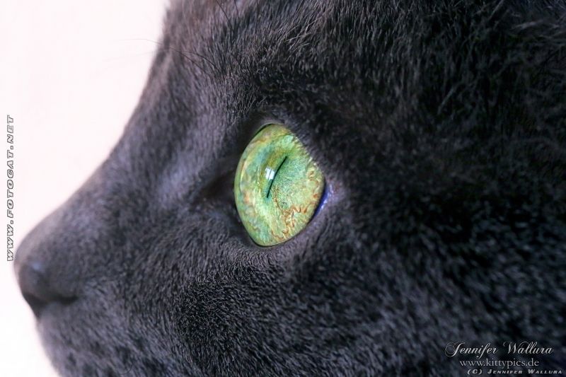 Macro foto of cat eye