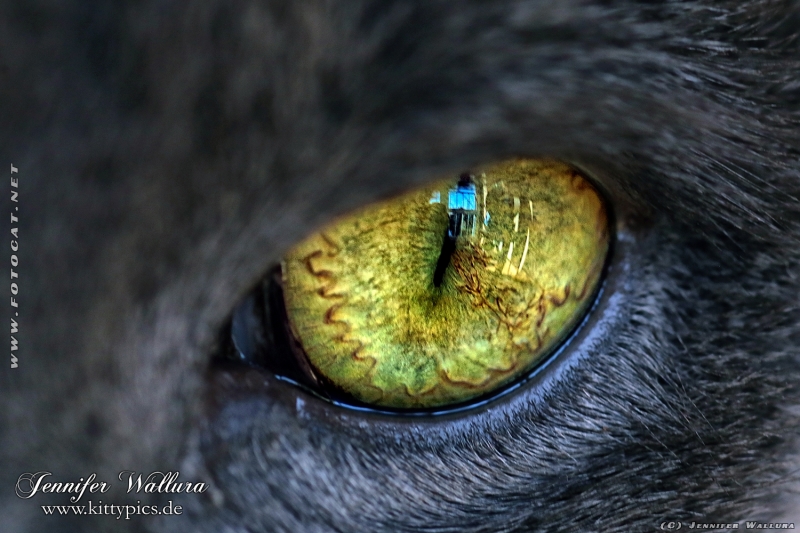 Macro foto of cat eye