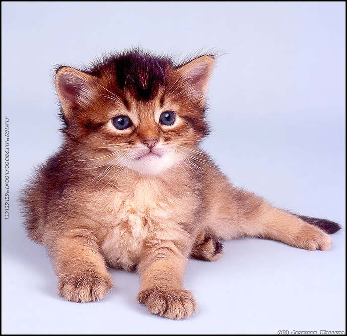 Somali Katzenbaby etwa vier wochen alt