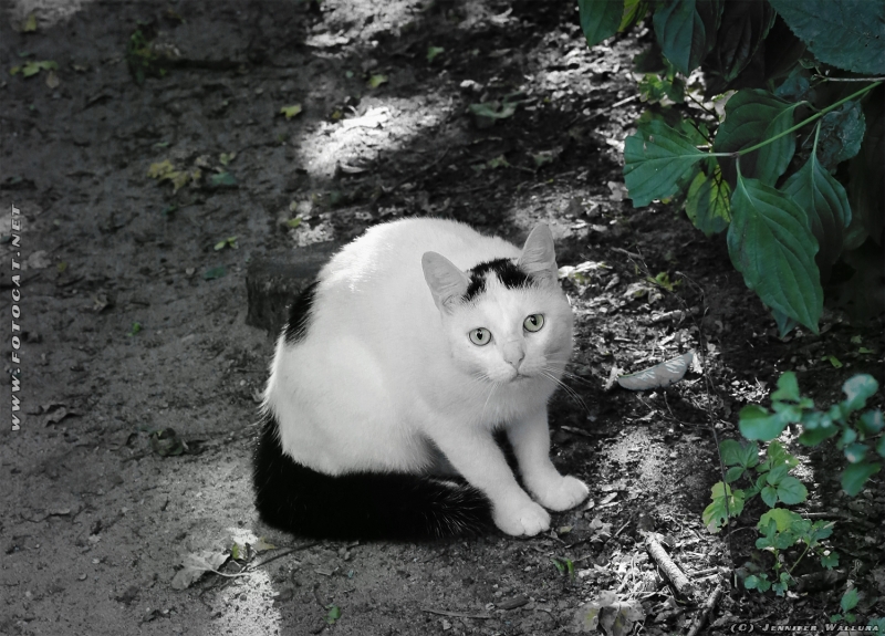 Dieser hübschen Katze bin ich beim spazieren gehen mit Tikai begegnet.