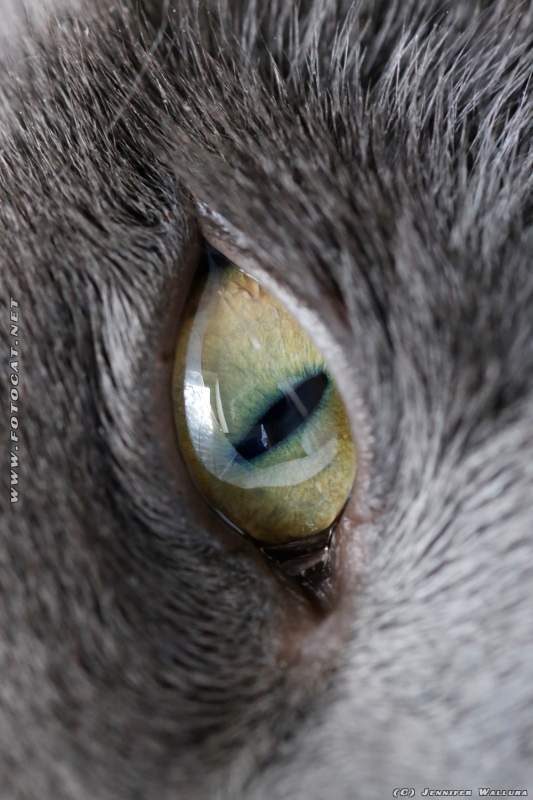 Katzenauge
