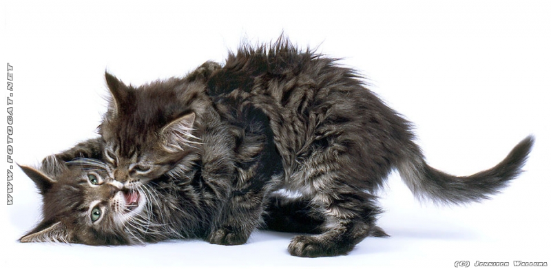 Zwei sich küssende Katzenbabys :)