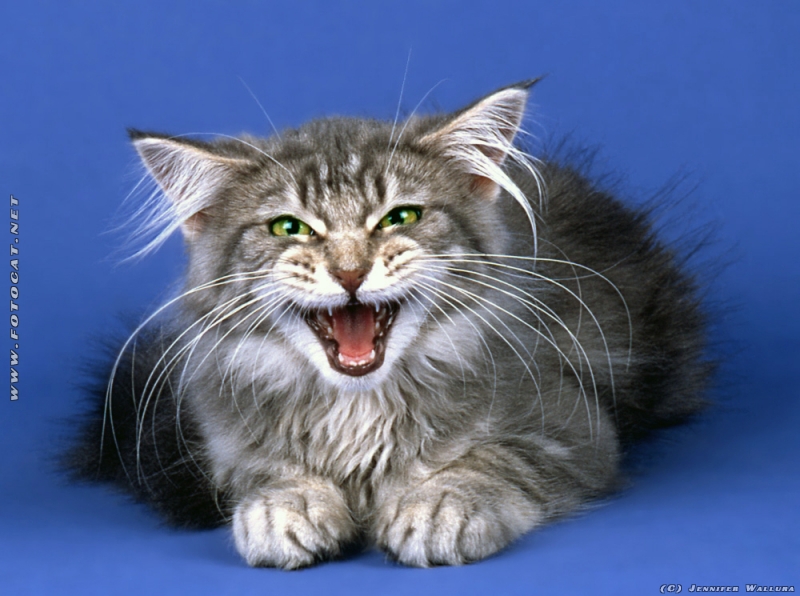 Norwegische Waldkatze