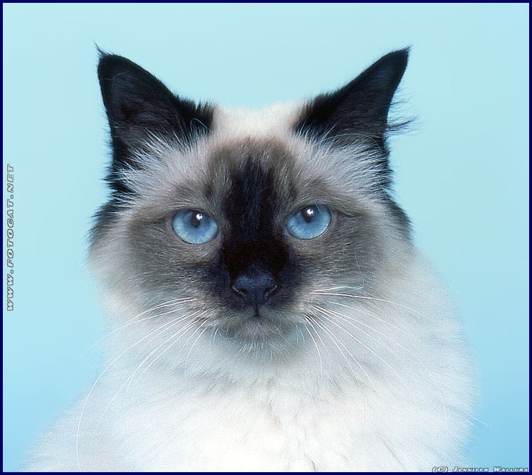 Ragdoll-Katze