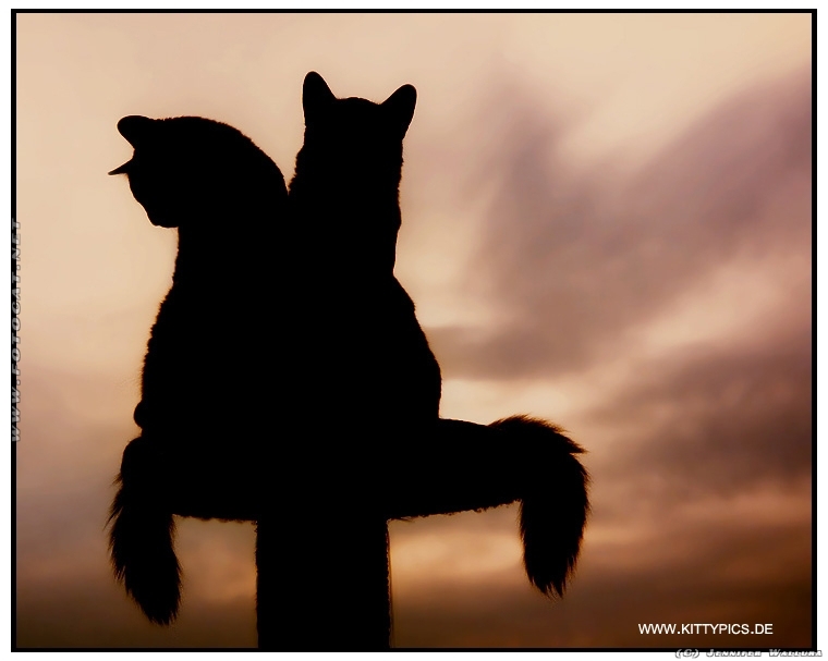 Silhouetten zweier verliebter Katzen vor einem romantischem, rötlichem Abendhimmel