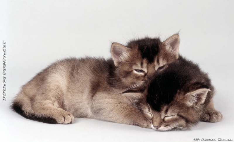 schlafende Katzenbabys. Sind die kleinen nicht niedlich und zum knuddeln?