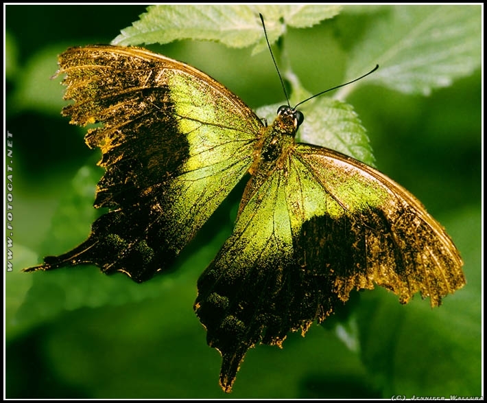 Schmetterling
