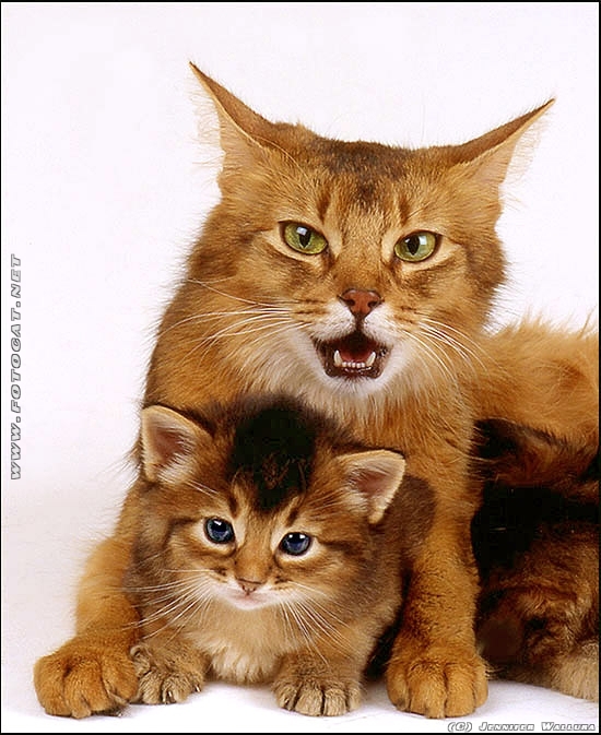 Katzenmutter das ihr Junges "verteidigt"