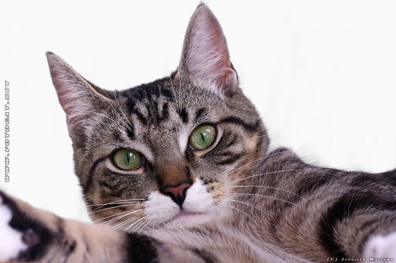 Wenn ihr in das von uns aus rechte Auge der Katze sieht, dann sieht ihr die Sillhouette seiner Schwester. (Tipp: Bild vergrößern...)