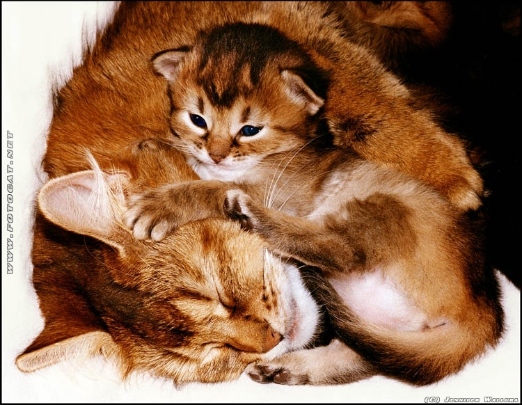 Mutter Katze kuschelt mit ihrem Baby