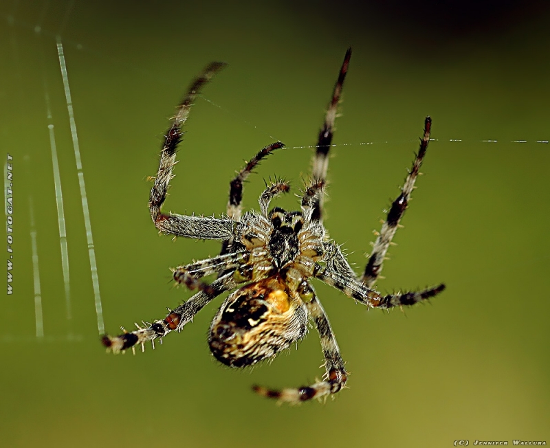 Spinne