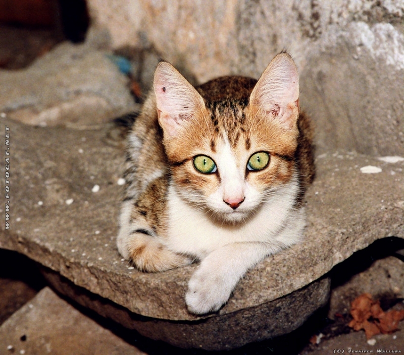 Eine Strassenkatze, aufnahme in der Türkei