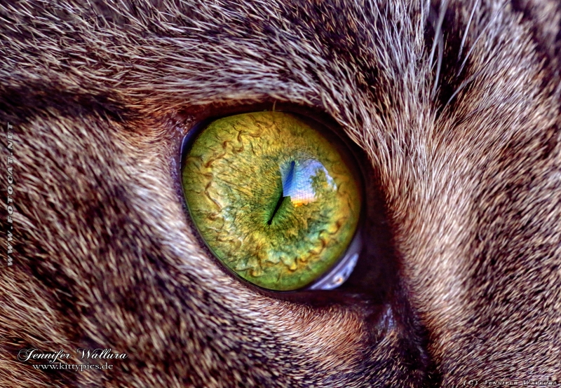 In der Abendsonne schimmern die Augen der Katzen in atemberaubenden Farben.