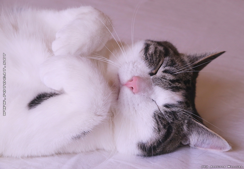 Meine Kater schläft tief und fest :-)