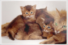 Somali Katzenmama mit ihren Kätzchen