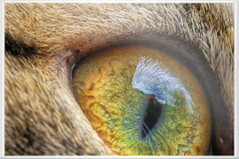 Macro foto of cat eye
