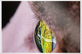 Macro foto of cat eye
