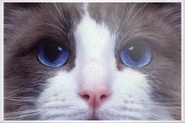 Katzen Augen