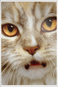 Maine Coon Katze mit bernsteinfarbenen Augen und grimmigem Gesichtsausdruck