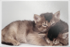 schlafende Katzenbabys. Sind die kleinen nicht niedlich und zum knuddeln?