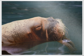 Schwimmendes Walrus