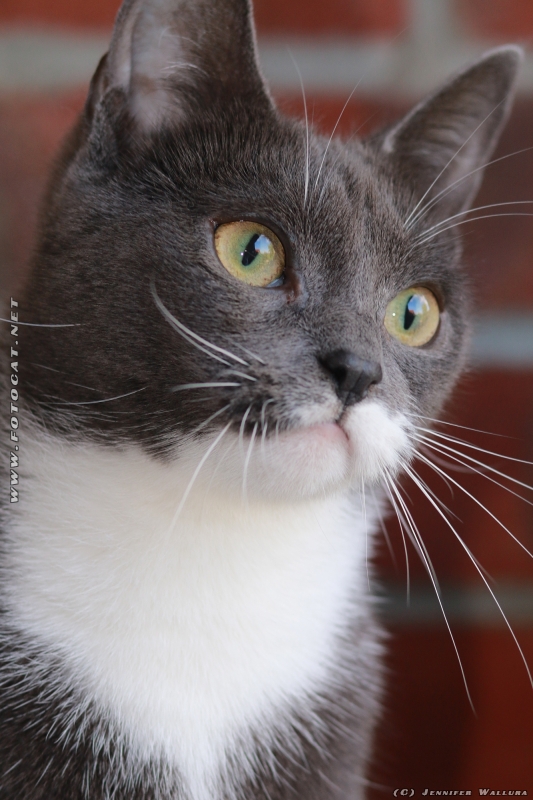 Manchmal schaut sie verträumt und lieb... manchmal